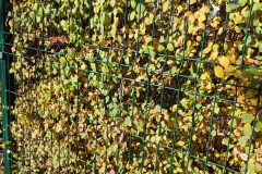 IMG_20211124_110601