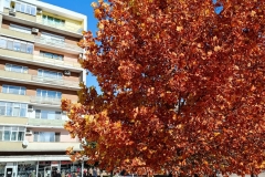 IMG_20211028_110856