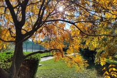 IMG_20221113_130929
