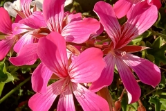 IMG_20210923_175317134_HDR