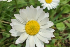 IMG_20220506_123241613_HDR