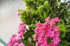 IMG_20260715_172228217_HDR