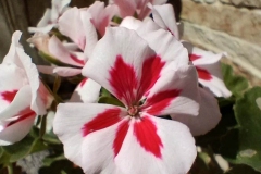 IMG_20220903_115557509_HDR