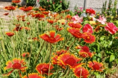 IMG_20240830_114516