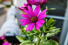 IMG_20240622_193746