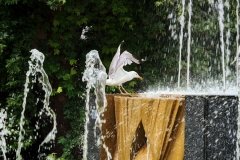 IMG_20240625_162105