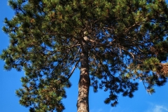 IMG_20240627_193256