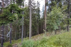 IMG_20200725_183534225