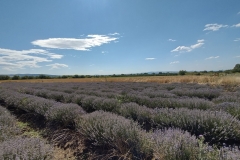 IMG_20210704_100054191_HDR
