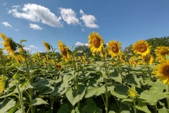 IMG_20210704_103241899_HDR