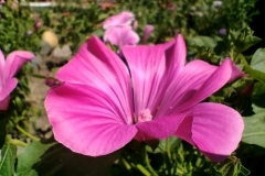 IMG_20210704_112214988_HDR