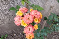 IMG_20210611_171859_HDR