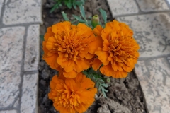IMG_20210611_171915_HDR