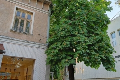 IMG20210725184309