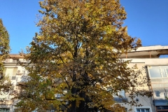 IMG_20201122_144740