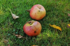IMG_20201023_114754