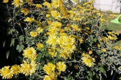 IMG_20201023_143958