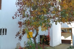 IMG_20201101_140424