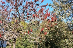 IMG_20201101_140533