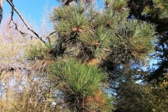 IMG_20201101_140706