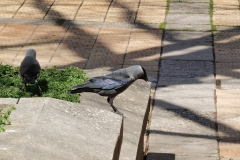 IMG_20200403_133011