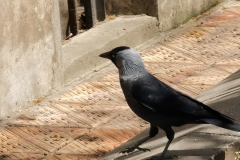 IMG_20200418_123503