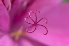 _cuva