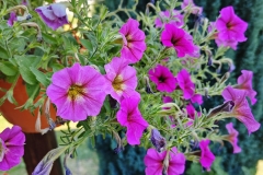 IMG_20240715_144732
