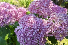 IMG_20240715_144751