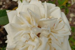 IMG20250627154000