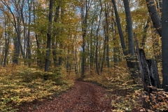 IMG20241116154017