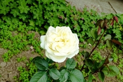 IMG_20240527_113857