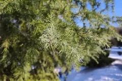 IMG_20260203_144155