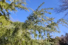 IMG_20260203_144200