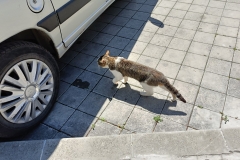 IMG20240606112434