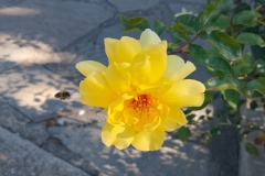 IMG_20231030_121301
