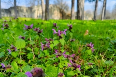 IMG_20230319_124901