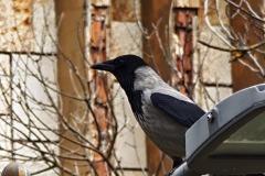 IMG_20250324_123218