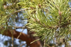 IMG_20250325_121858