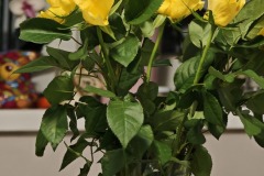 IMG_20250413_210918 IMG_20250413_210918