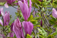 IMG_20250419_155858 IMG_20250419_155858