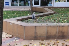 IMG_20201101_110817
