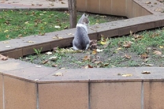 IMG_20201101_110822