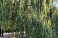 IMG_20201101_142130