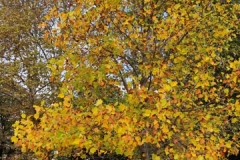 IMG_20201103_133802