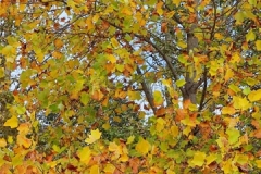 IMG_20201103_133806