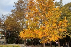 IMG_20201103_133811