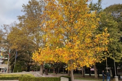 IMG_20201103_133821