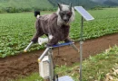 Япония разполага роботизирани вълци срещу мечки и те се оказват изненадващо ефективни Япония разполага роботизирани вълци срещу мечки и те се оказват изненадващо ефективни